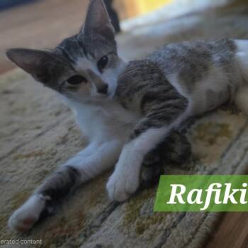 Rafiki -  Domestic Short Hair Cat for Adoption in Bentonville, Arkansas - Rafiki | PetCurious
