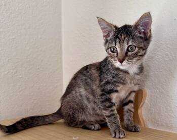 Rescue Domestic Short Hair Cats for Adoption in Waynesville, Missouri - Misty | PetCurious