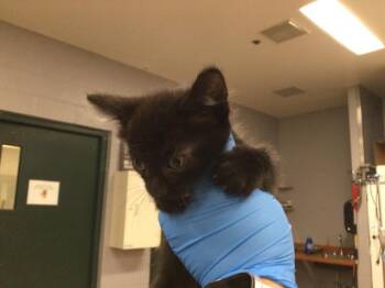 Domestic Short Hair Cats Available for Adoption - A1875260 | PetCurious