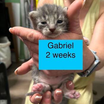 Gabriel -  Domestic Short Hair Cat for Adoption in Tampa, Florida - Gabriel | PetCurious