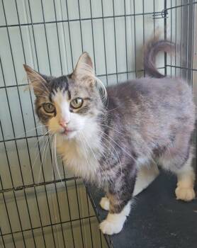 Tyler -  Domestic Short Hair Cat for Adoption in Wapakoneta, Ohio - Tyler | PetCurious