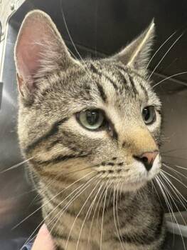 Vann -  Domestic Short Hair Cat for Adoption in Longmont, Colorado - Vann | PetCurious