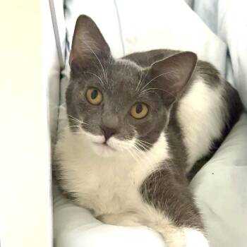 Karmen -  Tuxedo and Domestic Short Hair Cat for Adoption in Miami, Florida - Karmen | PetCurious