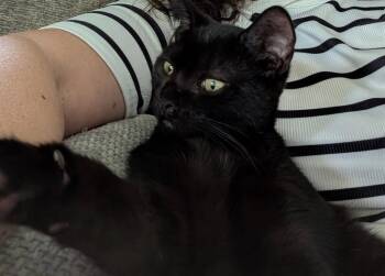 Bob Gru -  Domestic Short Hair Cat for Adoption in Gorham, Maine - Bob Gru | PetCurious