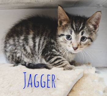 Rescue Domestic Short Hair Cats for Adoption in Adrian, Michigan - Jagger | PetCurious