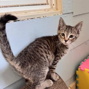 Tabby Cats Available for Adoption in Richland, Michigan - Hunter | PetCurious