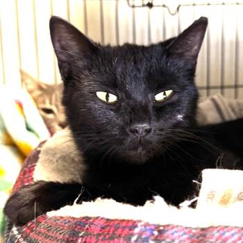 Pollie -  Domestic Short Hair Cat for Adoption in Saginaw, Michigan - Pollie | PetCurious