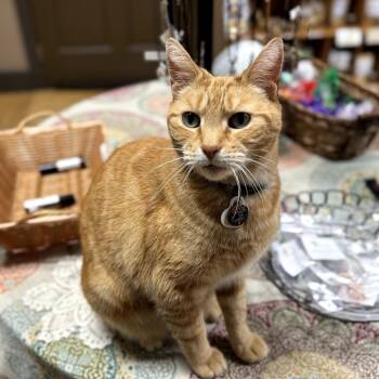 Domestic Short Hair Cats Available for Adoption in Ringtown, Pennsylvania - Aries (Shop Cat Foster) | PetCurious