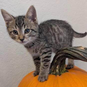 Basil -  Domestic Short Hair Cat for Adoption in Oakland, California - Basil | PetCurious