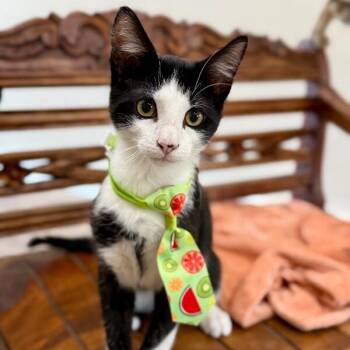 Figaro Ferrell -  Tuxedo and Domestic Short Hair Cat for Adoption in Friendswood, Texas - Figaro Ferrell | PetCurious