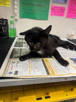 Martos -  Domestic Short Hair Cat for Adoption in Sorrento, Louisiana - Martos | PetCurious