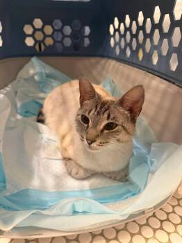 Lexi -  Domestic Short Hair Cat for Adoption in Charleston, South Carolina - Lexi | PetCurious