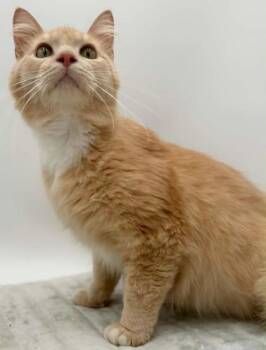 Booker-FIV+ -  Domestic Long Hair and Domestic Short Hair Cat for Adoption in Bowling Green, Kentucky - Booker-FIV+ | PetCurious