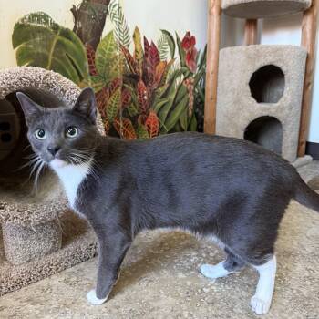Smoke -  Domestic Short Hair Cat for Adoption in Hendersonville, Tennessee - Smoke | PetCurious