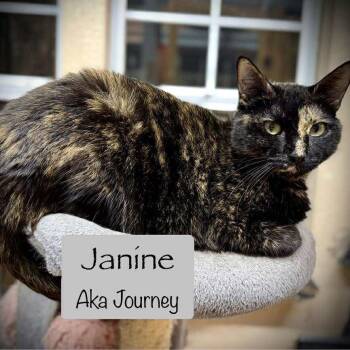 Rescue Domestic Short Hair Cats for Adoption in Tulsa, Oklahoma - Journey | PetCurious