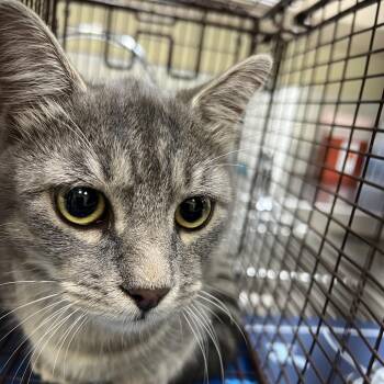 Feds -  Domestic Short Hair Cat for Adoption in Galveston, Texas - Feds | PetCurious