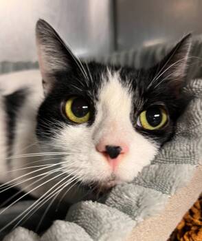 Rescue Domestic Short Hair Cats for Adoption in Huntington, Indiana - Patches | PetCurious