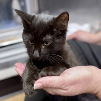 Reno -  Maine Coon and Domestic Short Hair Cat for Adoption in New Fairfield, Connecticut - Reno | PetCurious