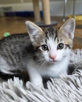 Comet -  Domestic Short Hair Cat for Adoption in San Francisco, California - Comet | PetCurious
