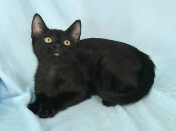 Rescue Domestic Short Hair Cats for Adoption in Morton Grove, Illinois - Orion | PetCurious