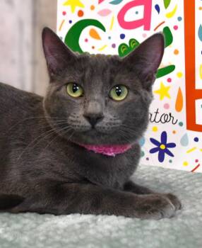BB -  Domestic Short Hair and Russian Blue Cat for Adoption in Roanoke, Texas - BB | PetCurious