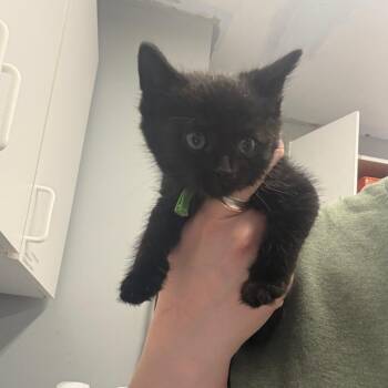 Wynn -  Domestic Short Hair Cat for Adoption in Spokane, Washington - Wynn | PetCurious