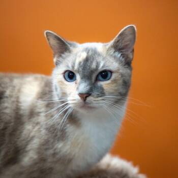 Phyllis -  Domestic Short Hair Cat for Adoption in Gainesville, Georgia - Phyllis | PetCurious