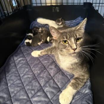 Butterfly -  Domestic Short Hair Cat for Adoption in Dekalb, Illinois - Butterfly | PetCurious