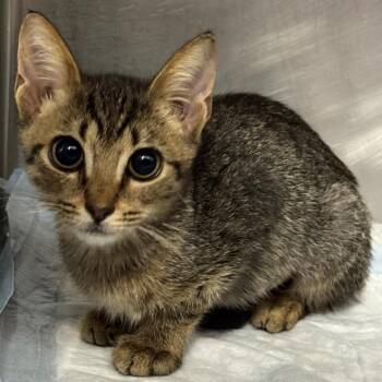 Locket -  Domestic Short Hair Cat for Adoption in West Palm Beach, Florida - Locket | PetCurious