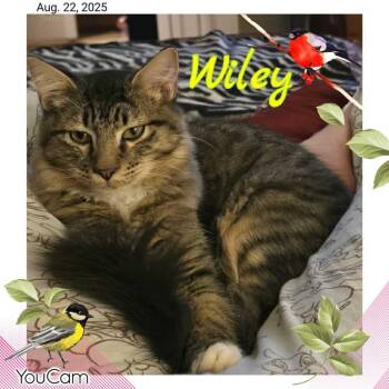 Rescue Domestic Short Hair Cats for Adoption in Tulsa, Oklahoma - Wylie | PetCurious