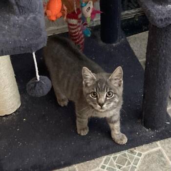 Rescue Domestic Short Hair Cats for Adoption in Springfield, Oregon - Oliver | PetCurious