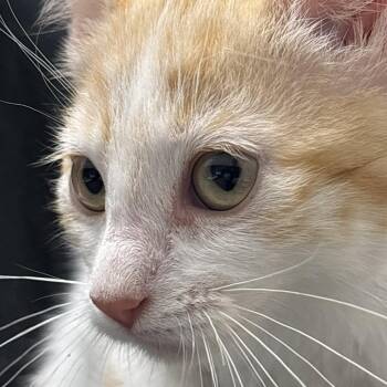 Colby Jack -  Domestic Short Hair Cat for Adoption in Philadelphia, Pennsylvania - Colby Jack | PetCurious
