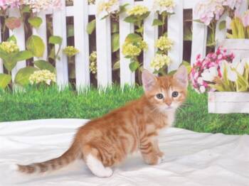 SUEDE -  Domestic Short Hair Cat Available for Adoption in Oroville, California - SUEDE | PetCurious