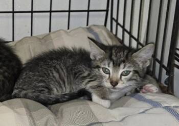 Rescue Domestic Short Hair Cats for Adoption in Anderson, Indiana - Alabama | PetCurious