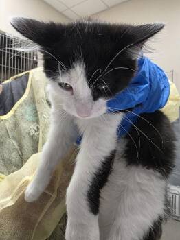 ALFRED -  Domestic Short Hair Cat for Adoption in Las Vegas, Nevada - ALFRED | PetCurious