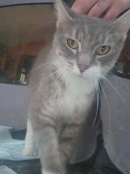 Lollipop -  Domestic Short Hair Cat for Adoption in Hagaman, New York - Lollipop | PetCurious