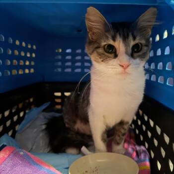 Road Trip -  Domestic Medium Hair Cat for Adoption in Fredericksburg, Virginia - Road Trip | PetCurious