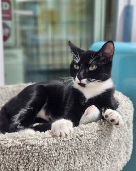 Celestial -  Domestic Short Hair Cat for Adoption in Rochester, New Hampshire - Celestial | PetCurious