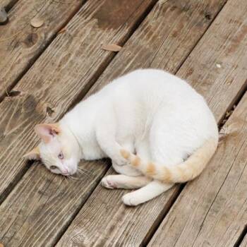 Mochie -  Domestic Short Hair Cat for Adoption in San Antonio, Texas - Mochie | PetCurious