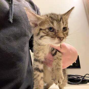 Rescue Domestic Short Hair Cats for Adoption in Yorktown, Indiana - Orion | PetCurious