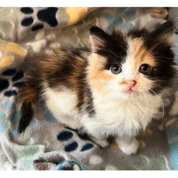 Sol -  Calico Cat for Adoption in Millcreek, Utah - Sol | PetCurious