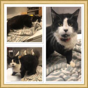 THEON -  Domestic Medium Hair Cat for Adoption in Buckhannon, West Virginia - THEON | PetCurious