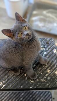 Domestic Short Hair Cats Available for Adoption in Plymouth, Michigan - Gray Mom Baby 4- Baby Boy | PetCurious