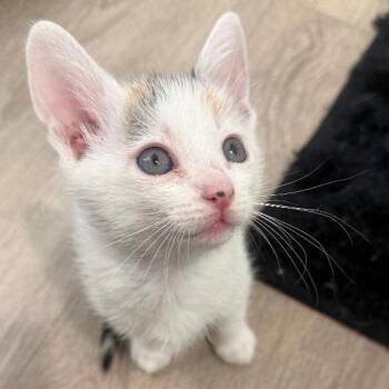 Domestic Short Hair Cats Available for Adoption - Scoot | PetCurious