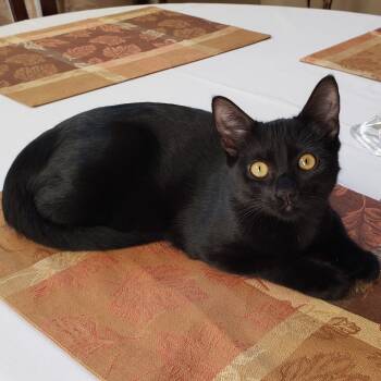 Rescue Domestic Short Hair Cats for Adoption in Bulverde, Texas - Legend | PetCurious