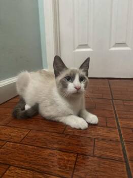 Cinnamon (downey) -  Siamese Cat for Adoption - Cinnamon (downey) | PetCurious
