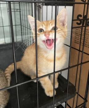 Domestic Short Hair Cats Available for Adoption in Fort Worth, Texas - 2 - Tommy | PetCurious