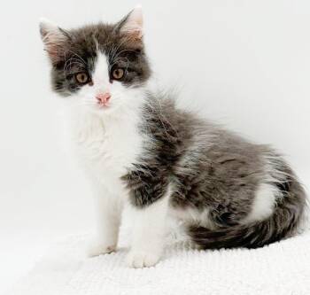 Woodland is simply wonderful - Gorgeous ANGEL TINY sweetheart -  Ragdoll and Turkish Angora Cat for Adoption in Bedford Hills, New York - Woodland Is Simply Wonderful - Gorgeous ANGEL TINY Sweetheart | PetCurious