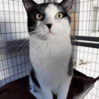 Steve -  American Shorthair Cat for Adoption in Hull, Massachusetts - Steve | PetCurious