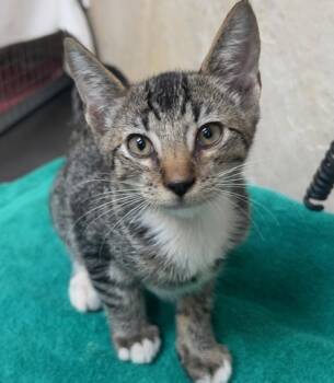 Rescue Domestic Short Hair Cats for Adoption in Honolulu, Hawaii - Zack | PetCurious